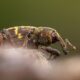 Large pine weevil